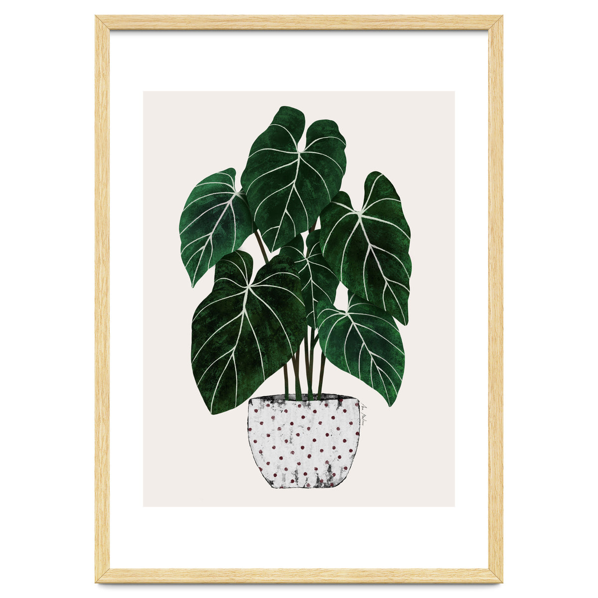 Philodendron Plant