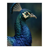 Peacock Portrait Photography (Print Only) thumbnail