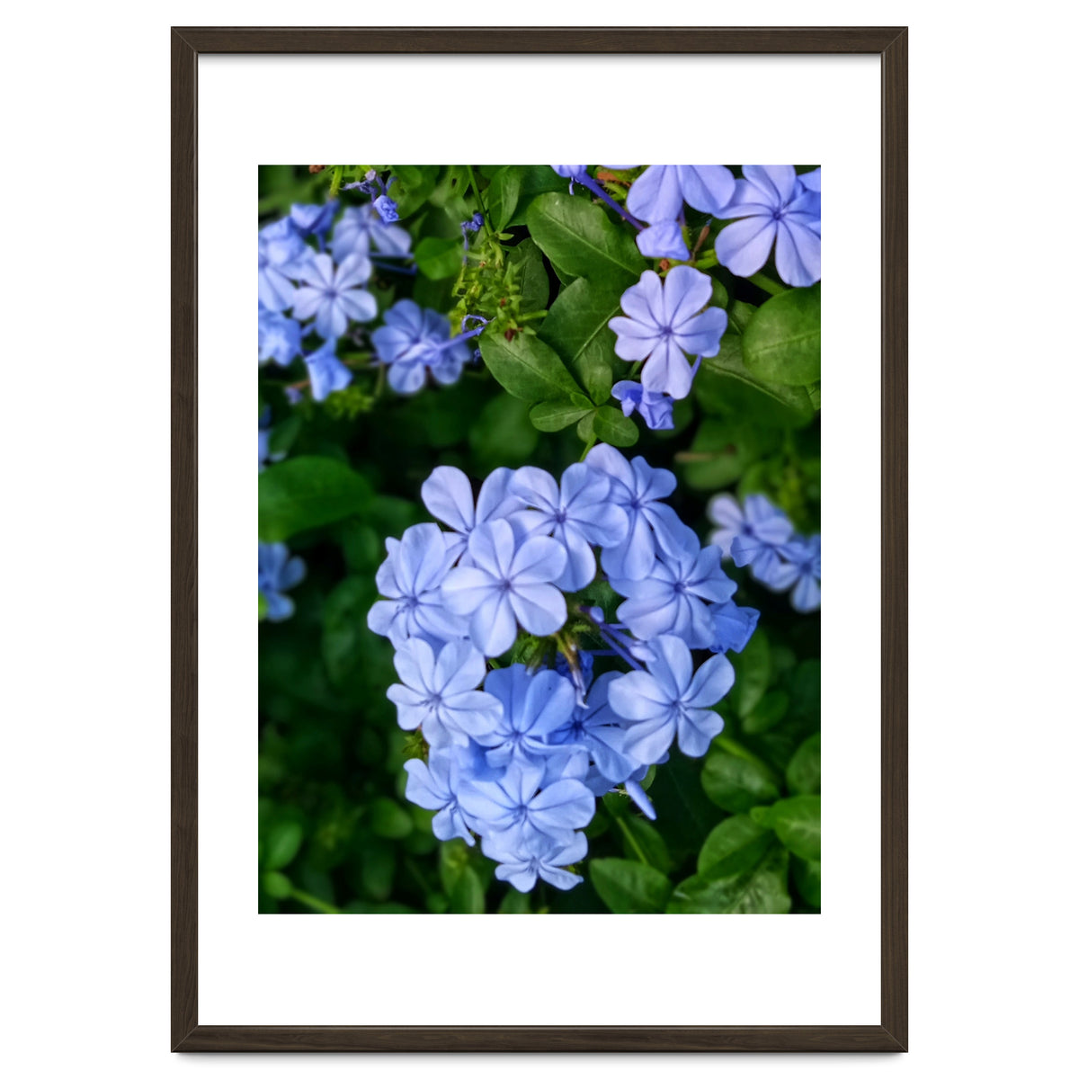 Blue Plambago Flowers