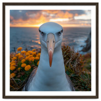 Albatross Bird With Intense Gaze By The Sea