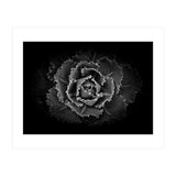 Backyard Flowers In Black And White No 101 (Print Only) thumbnail