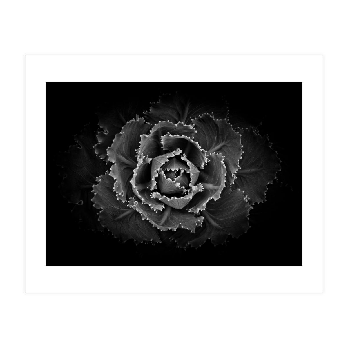 Backyard Flowers In Black And White No 101 (Print Only)