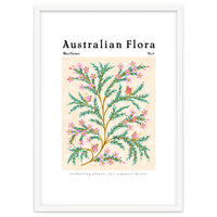 Australian Flora: Wax Flower