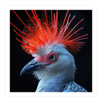 Secretary Bird (Print Only)