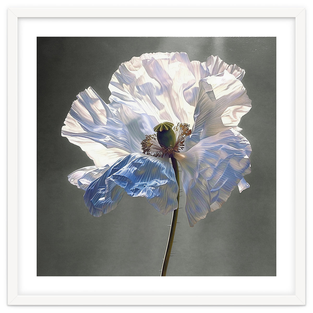 Shirley Poppy | Morning Silk