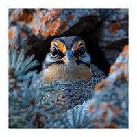 Close Up Falcon Eye Detail In Nest (Print Only)