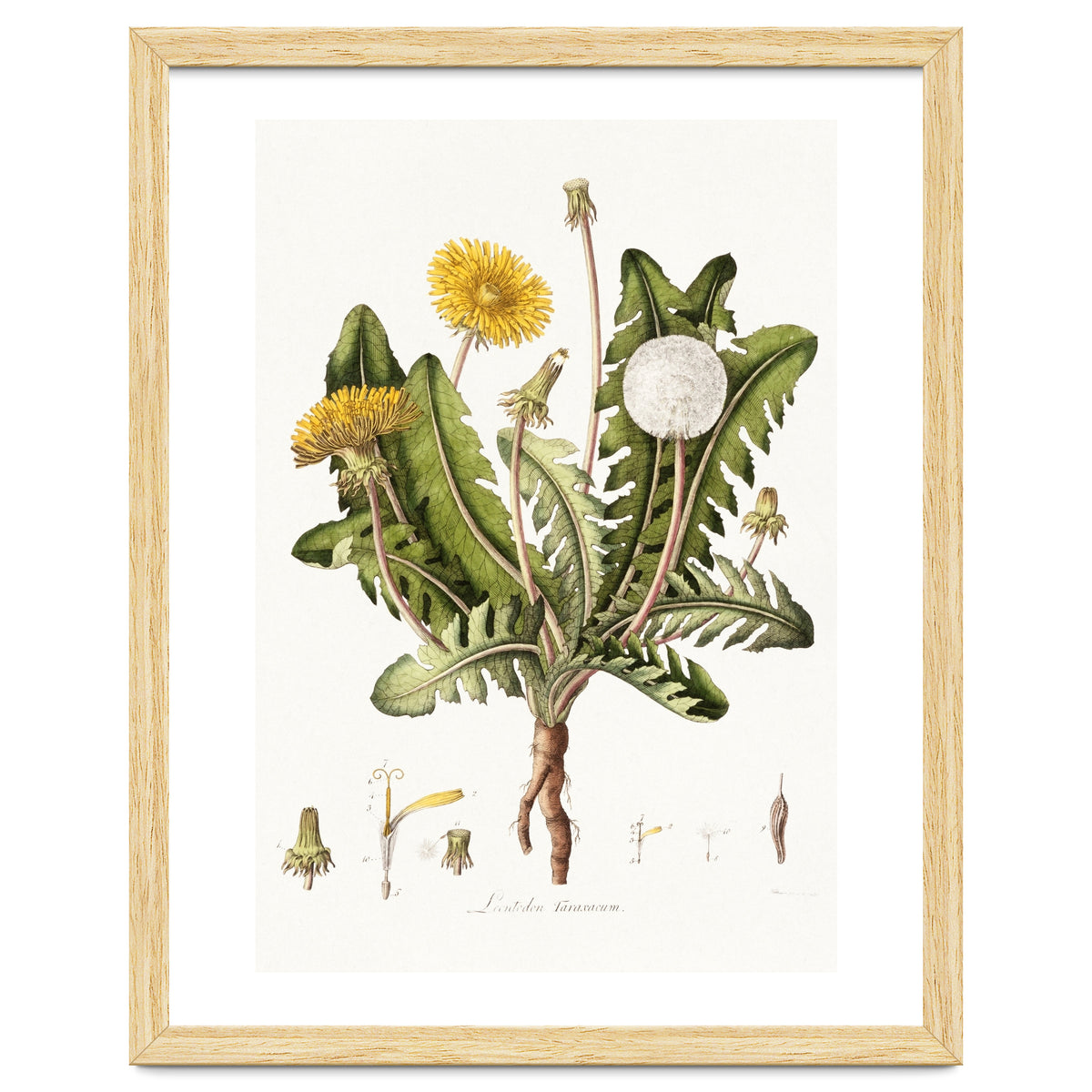 William Curtis – Dandelion (1777–1798)