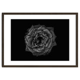 Backyard Flowers In Black And White No 110 thumbnail
