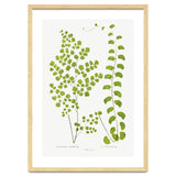 Edward Joseph Lowe – Adiantum Assimile and Adiantum Lunulatum (1856–1860) thumbnail