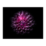 Backyard Flowers No 57 Color Version (Print Only) thumbnail