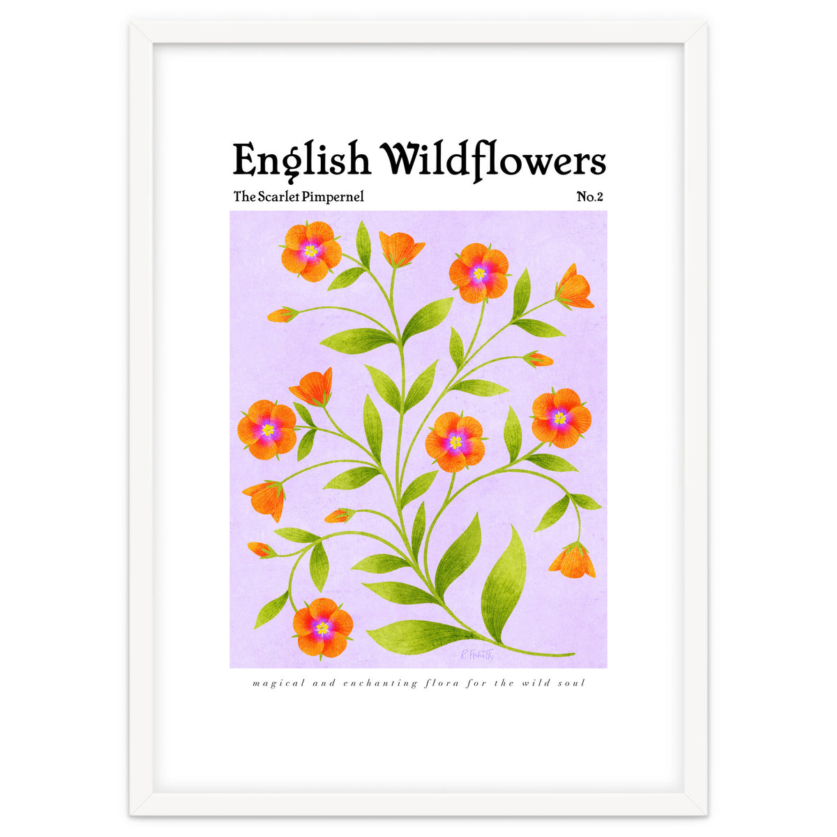 English Wildflowers | Scarlet Pimpernel