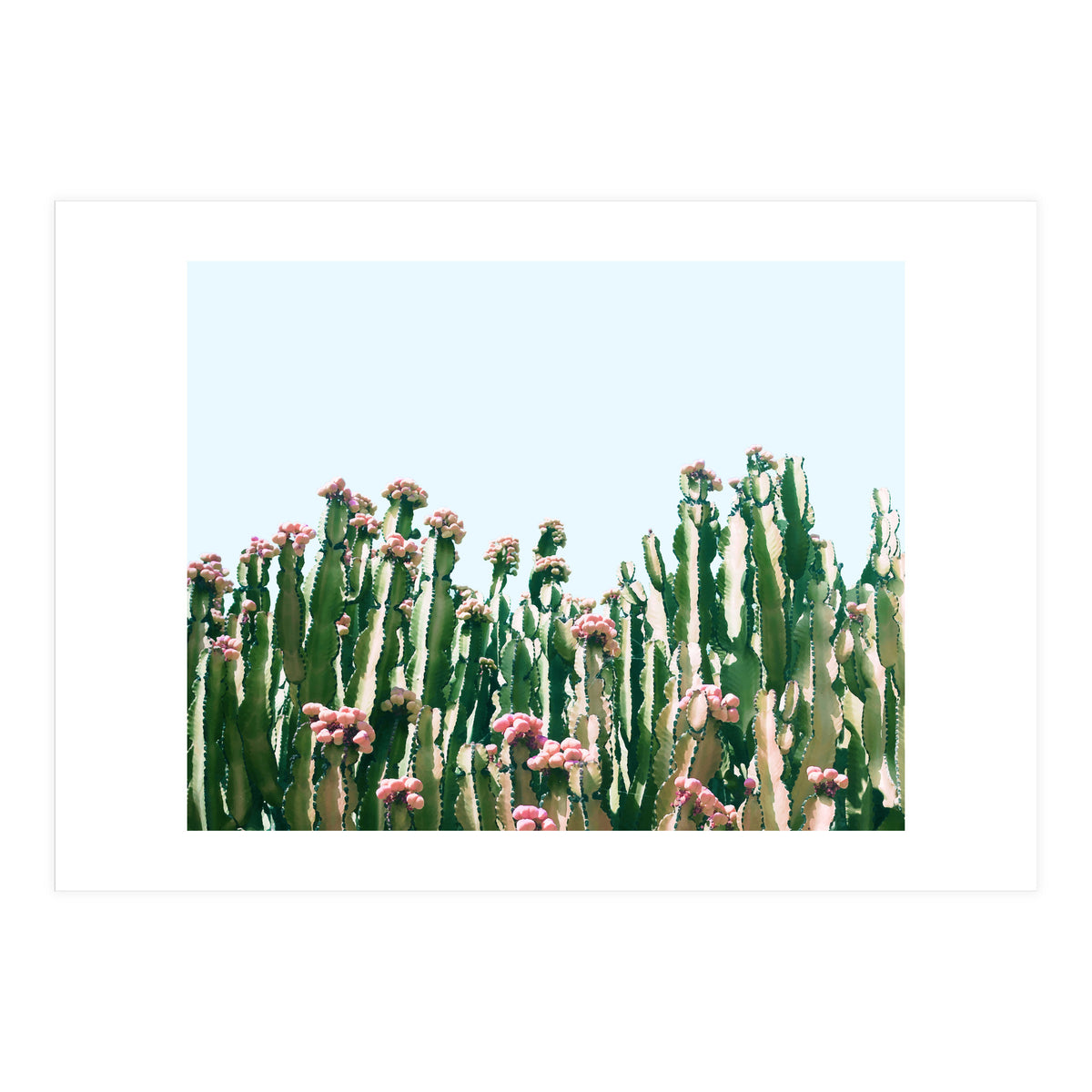 Blush Cactus #society6 #decor #buyart (Print Only)