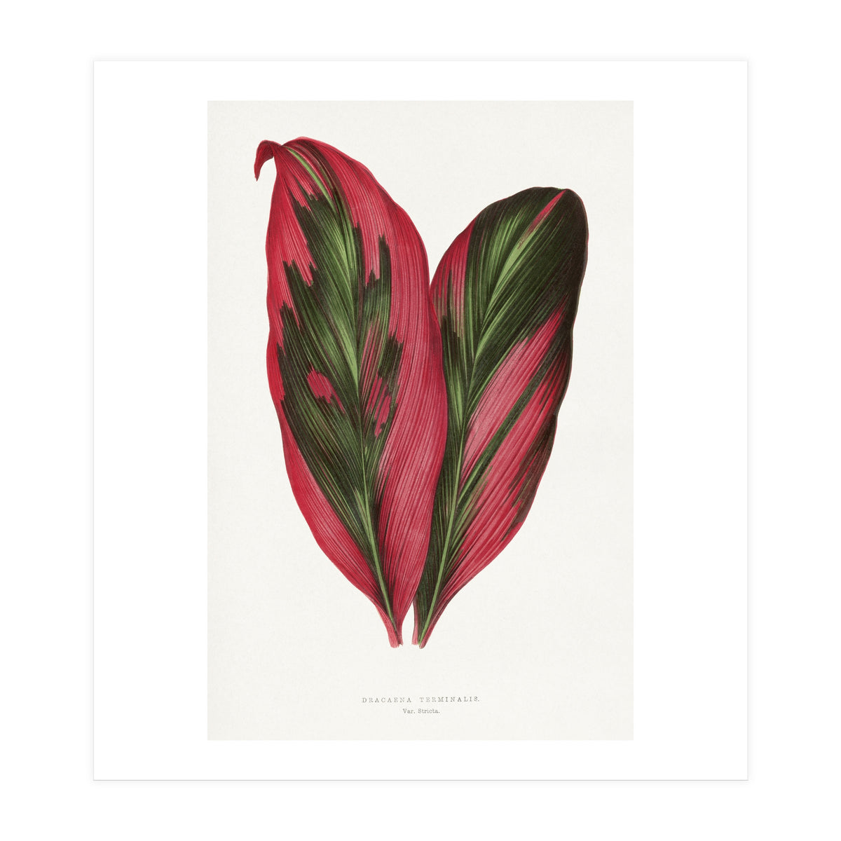 Alexander Francis Lydon & Benjamin Fawsett – Pink Dracaena Terminalis Leaf (1865) (Print Only)