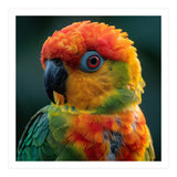 Sun Conure Parrot Close Up Eye  (Print Only) thumbnail