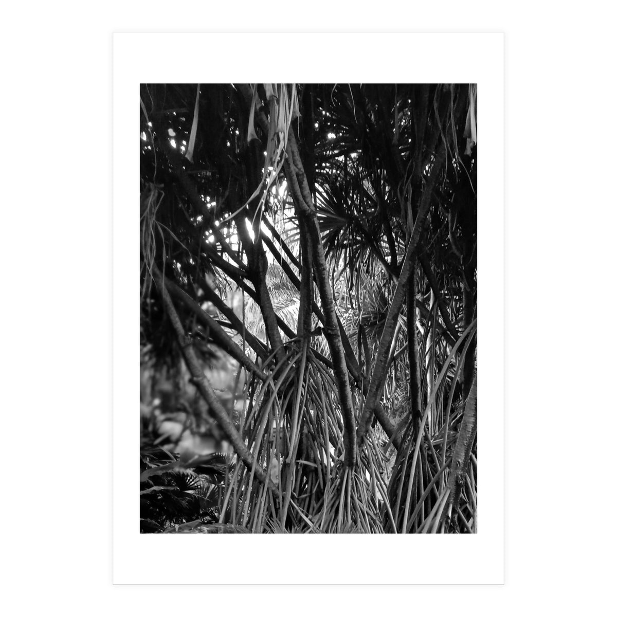 Black Tectorius Plant Art (Print Only)