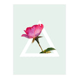 Rose (Print Only) thumbnail