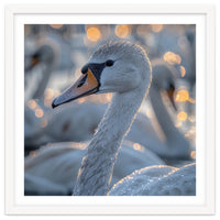 Majestic Swan Close Up With Water Droplets