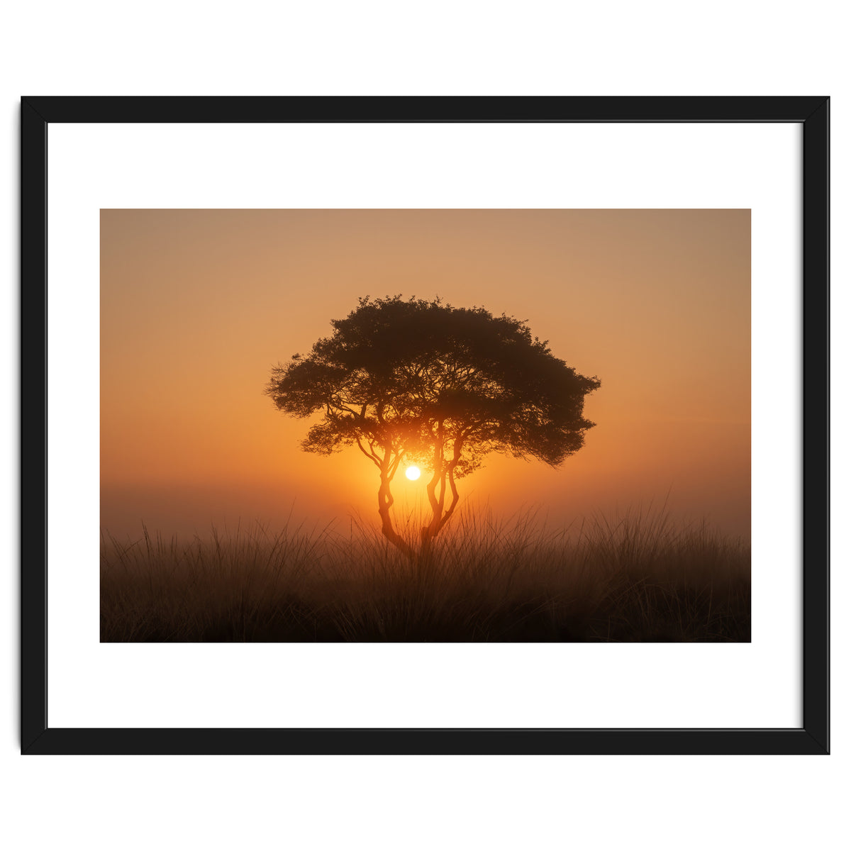 Tree at sunrise
