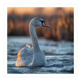 Elegant Swan Gliding On Water At Sunset (Print Only) thumbnail