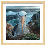 Black Browed Albatross Perched On Nest Near Ocean thumbnail