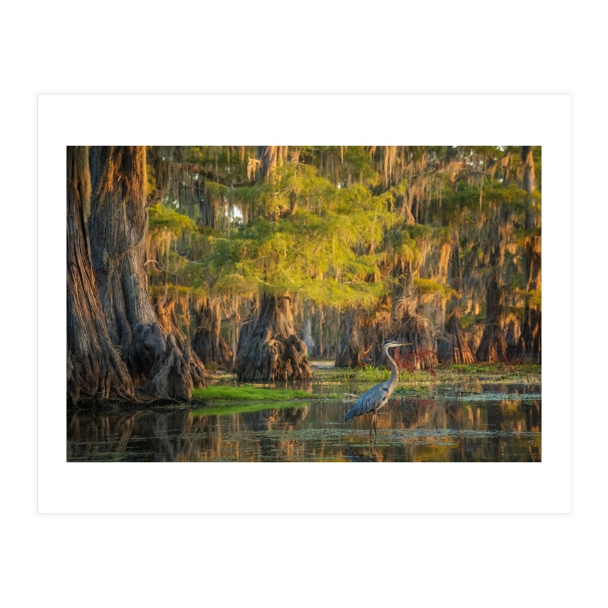 Heron in the swamps (Print Only)