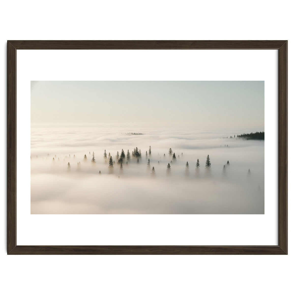 Misty Peaks: Pine Forest Above the Clouds