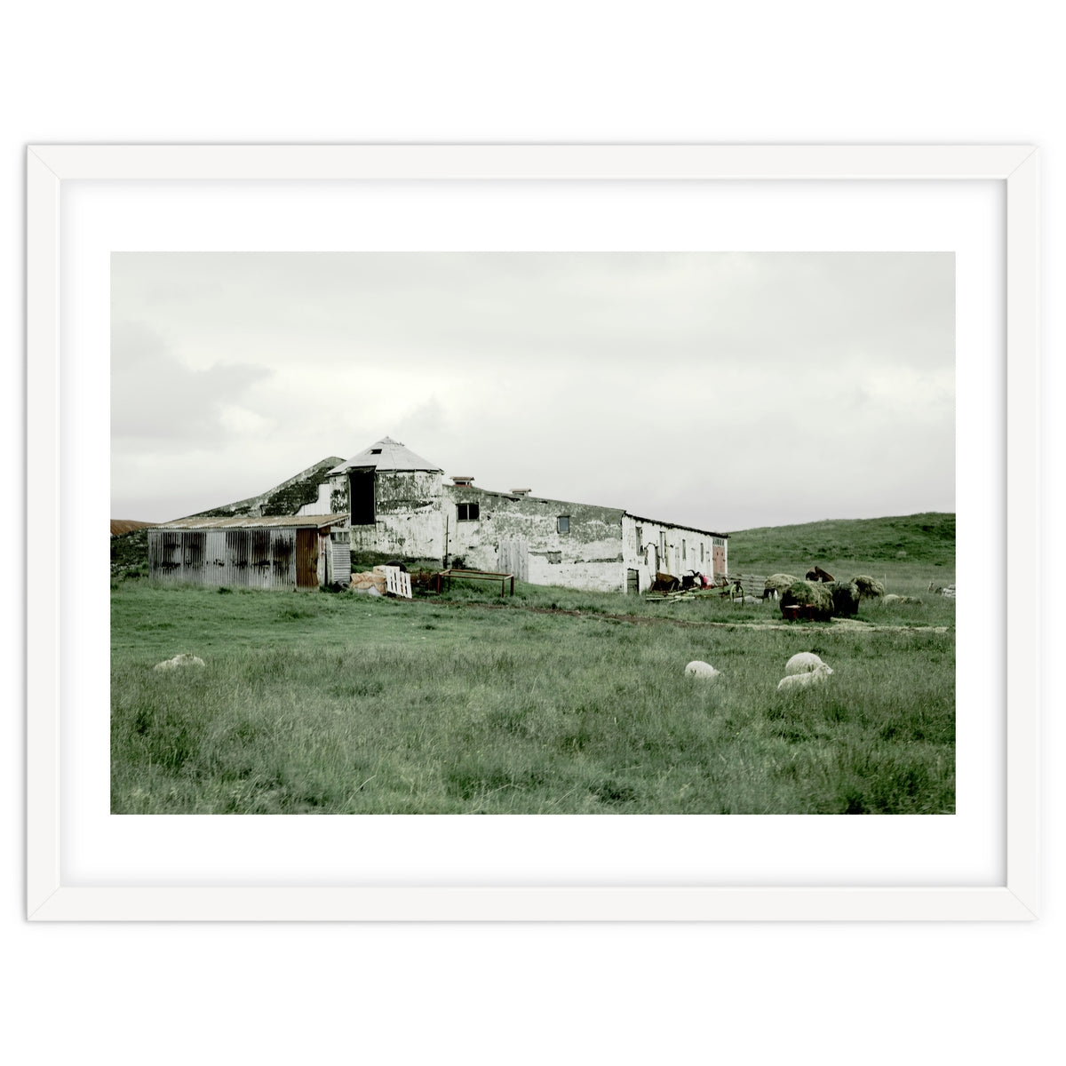 Sheep with a farmhouse - Iceland