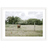 Cow in the farm thumbnail