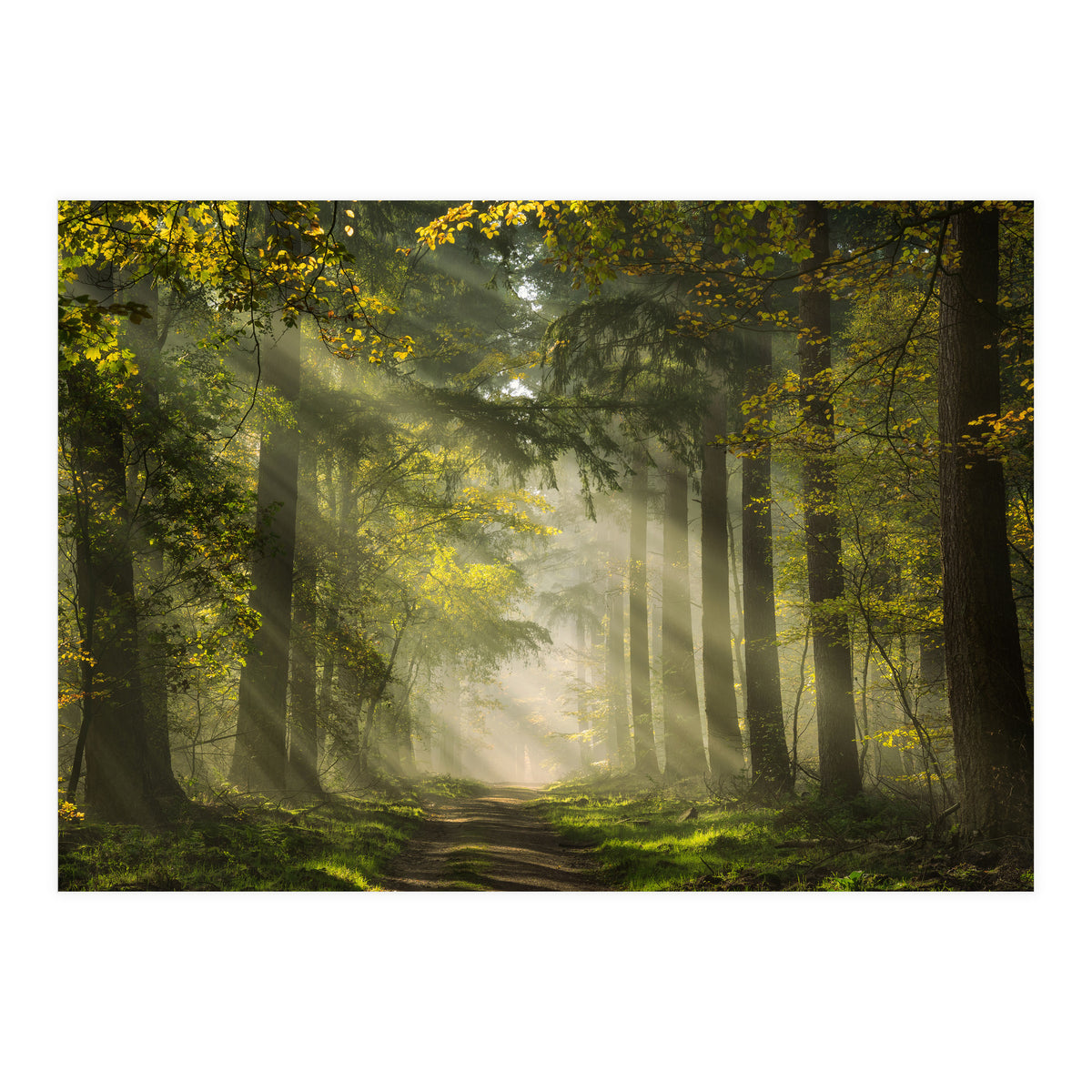 Sunrays in a Dutch forest (Print Only)