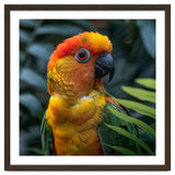 Close Up Of A Colorful Sun Conure Parrot thumbnail
