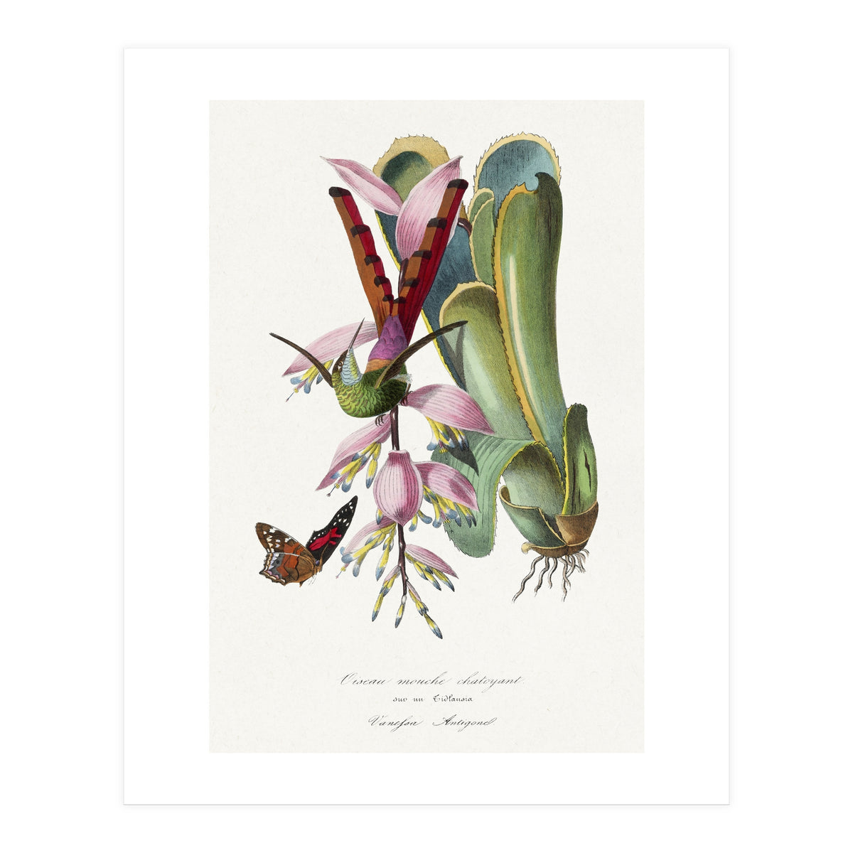 Paul Gervais – Hummingbird Painting (1842) (Print Only)