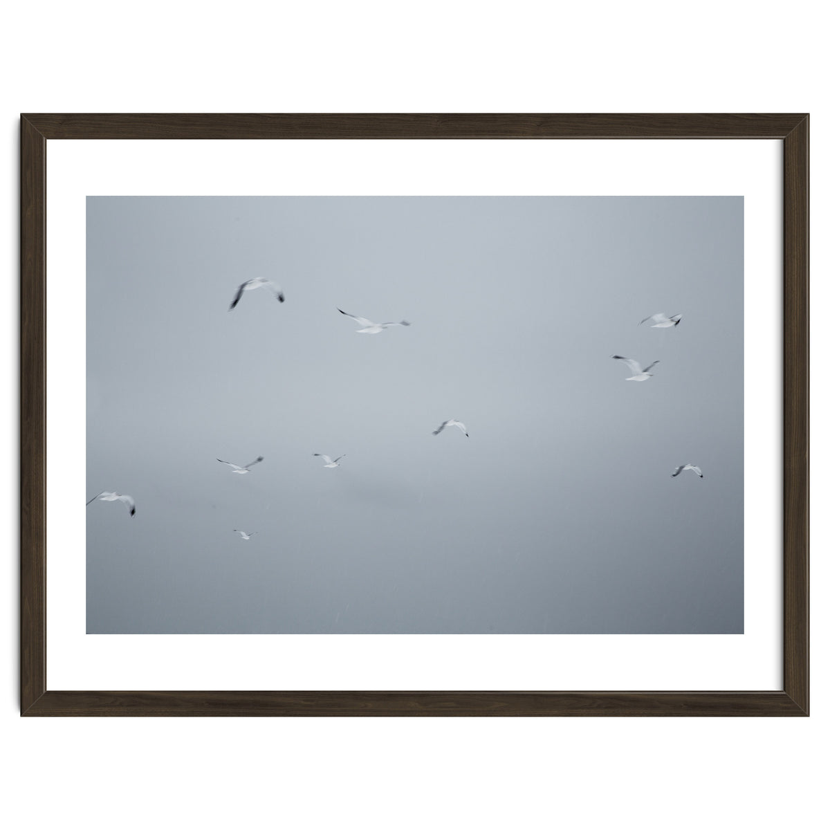 Flying seagulls in the winter sky