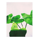 Taro Dimensionality (Print Only) thumbnail