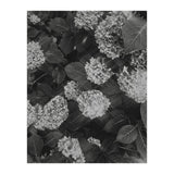 Hydrangeas | Black & White Portrait (Print Only) thumbnail