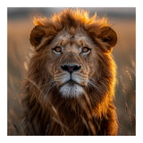 Majestic Lion Face In Golden Hour Sunlight (Print Only) thumbnail