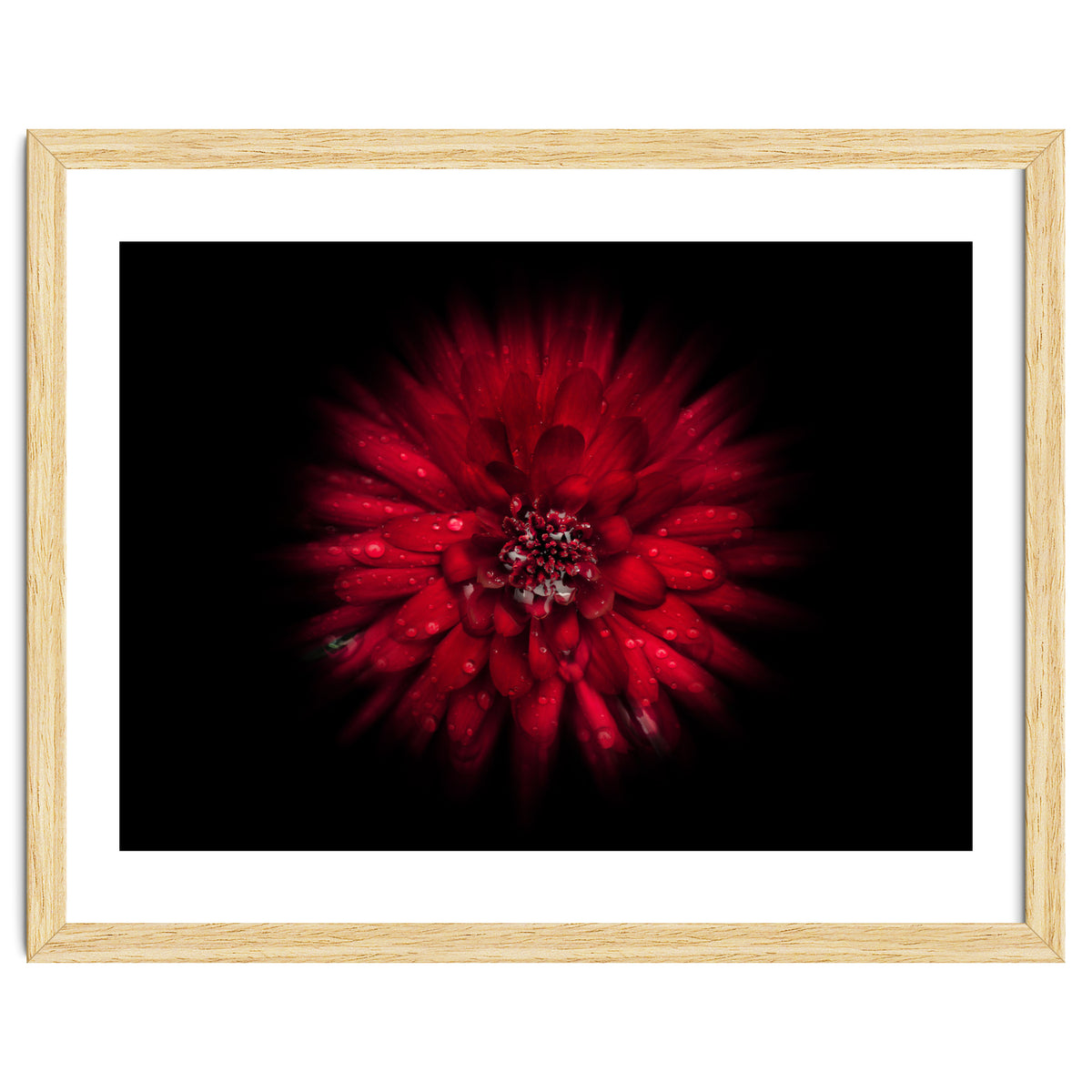 Backyard Flowers No 45 Color Flow Version