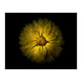 Backyard Flowers No 10 Color Version (Print Only) thumbnail
