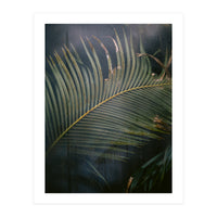 Palm behind the glass (Print Only)
