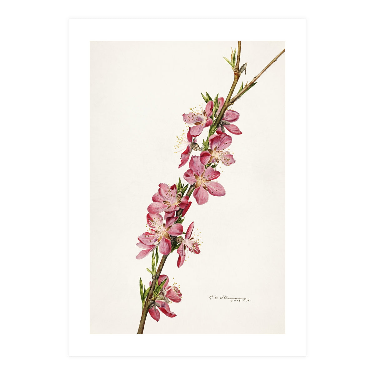 Royal Charles Steadman – Peach (Prunus persica) (1924) (Print Only)