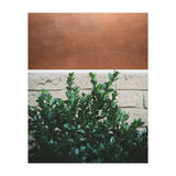 Plant + Copper (Print Only) thumbnail