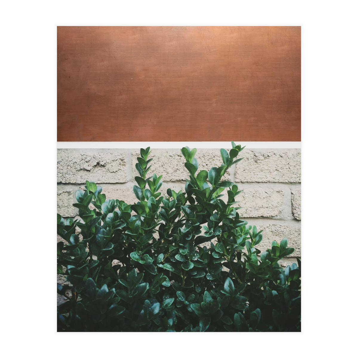Plant + Copper (Print Only)
