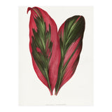 Alexander Francis Lydon & Benjamin Fawsett – Pink Dracaena Terminalis Leaf (1865) (Print Only) thumbnail