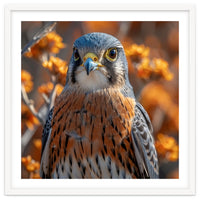 Close Up Of A Kestrel Bird Of Prey