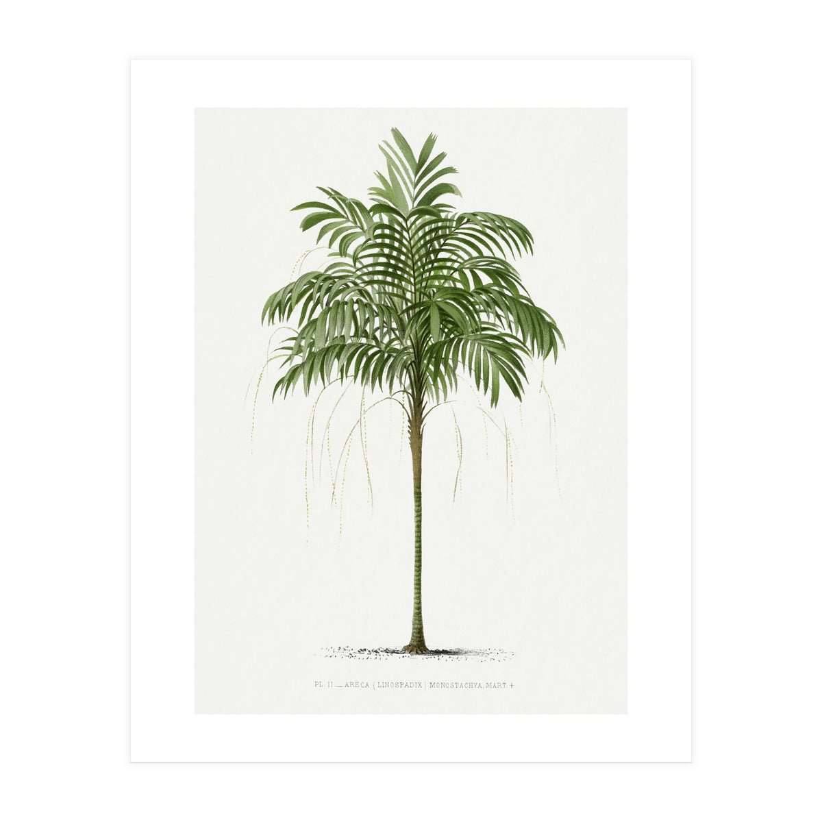 Oswald de Kerchove de Denterghem – Vintage Palm Tree Illustration (1878) (Print Only)