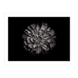 Backyard Flowers In Black And White No 79 (Print Only) thumbnail