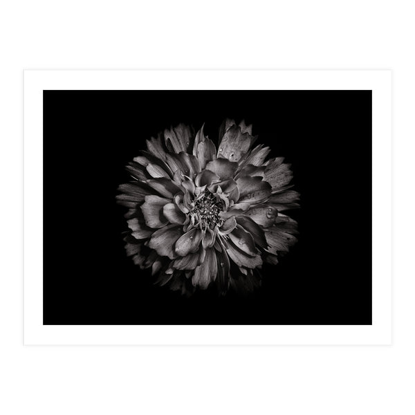 Backyard Flowers In Black And White No 79 (Print Only)