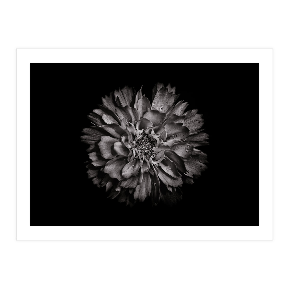 Backyard Flowers In Black And White No 79 (Print Only)