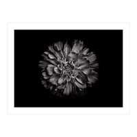 Backyard Flowers In Black And White No 79 (Print Only)