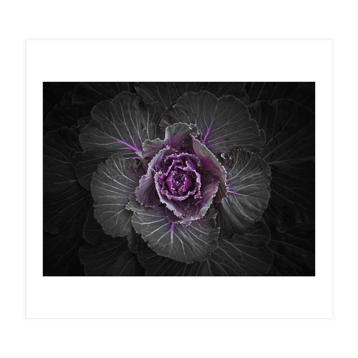 Backyard Flowers No 108 Color Version (Print Only)