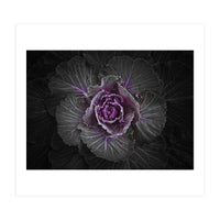 Backyard Flowers No 108 Color Version (Print Only)